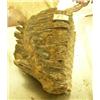 Image 1 : 6" Mammoth tooth untreated (114)