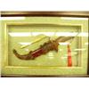 Image 3 : Lot of 15 framed shells, butterflies, half ship models and daggers (8888)