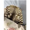 Image 2 : Authentic Zebra Skin Rug/Wall Hanging
