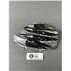 Image 1 : Ammonite Orthoceras Fossil Plaque MSRP $1100.00