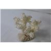Image 2 : (2) Mounted Coral Pieces