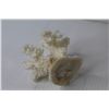 Image 3 : (2) Mounted Coral Pieces