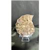 Image 1 : AMMONITE RETAIL $289.00
