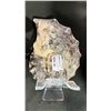 Image 2 : AMMONITE RETAIL $289.00