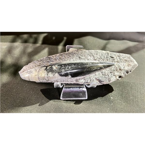 ORTHOCERAS FOSSIL SPECIMEN RETAIL $480