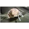 Image 2 : AMMONITE RETAIL $289.00