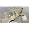 Image 2 : MOOSE ANTLER