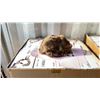Image 2 : BOX OF PASION FOR FASHION WIGS