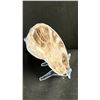 Image 2 : AMMONITE FOSSIL RETAIL $380
