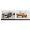 Image 1 : #1180 PAIR BISON BUFFALO POST CARDS 1906 1907 USA