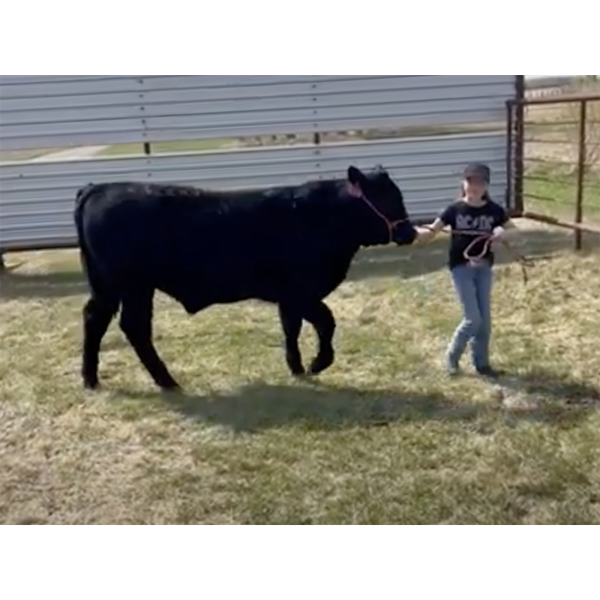 Alyssa Lehouiller - Bubbles - Big River Multiple 4-H Club
