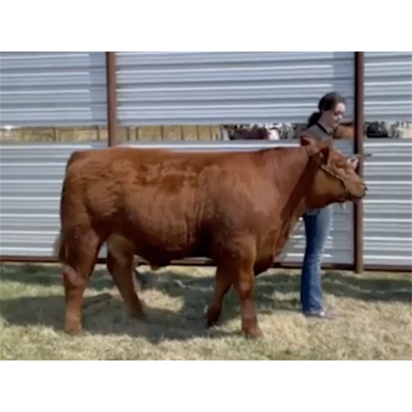 Ayla Peterson - Ivan - Big River Multiple 4-H Club