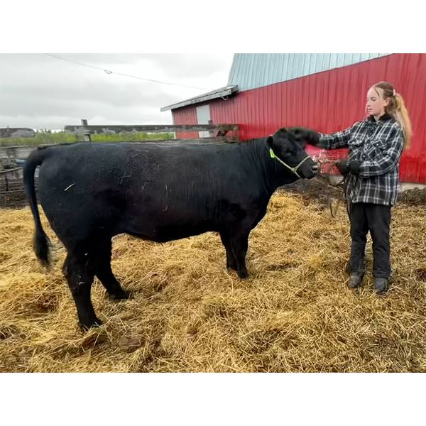 Ciara Conacher - Buddy - Northern Spirit 4-H Club