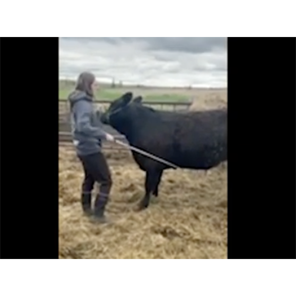 Avarie Conacher - Leo - Northern Spirit 4-H Club