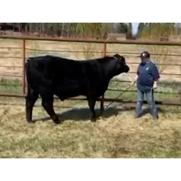 Kael Bick - Brutus - Big River Multiple 4-H Club