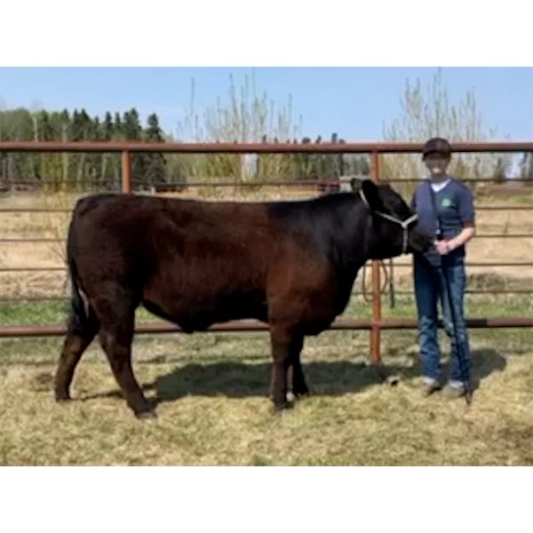 Kally Bick - Hank - Big River Multiple 4-H Club