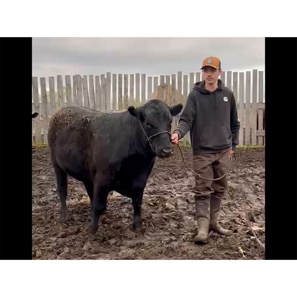 Dalton Sanders - Misteak - Northern Spirit 4-H Club