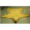 Image 1 : Polar bear rug in excellent condition mounted by Jonah Bothers in late 1960's- approx. 8' 11" left b