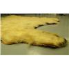Image 7 : Polar bear rug in excellent condition mounted by Jonah Bothers in late 1960's- approx. 8' 11" left b