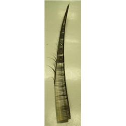 7 ft scrimshawed baleen done by Joe Akeya from Savoonga, AK spotted seal on ice flow and Eskimo hunt