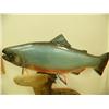 Image 2 : Beautifully carved 21" arctic char by Michael Scott (2)