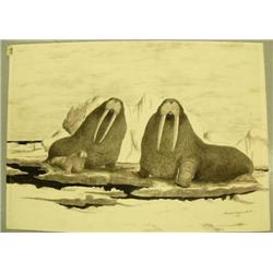 Original Florence Malewotkuk pen and ink on illustration board of 3 walruses on Ice flow 14.5"x19.5"