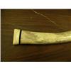 Image 2 : 22" walrus oosik mounted with ivory and baleen (148)