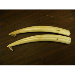 Lot of matched pair of 15" female walrus tusks collected in 1960's with documentation (148)