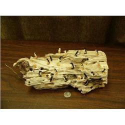 13" rookery with 24 birds by Gabriel Payenna from King Island (2)