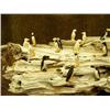 Image 2 : 13" rookery with 24 birds by Gabriel Payenna from King Island (2)