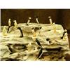Image 3 : 13" rookery with 24 birds by Gabriel Payenna from King Island (2)