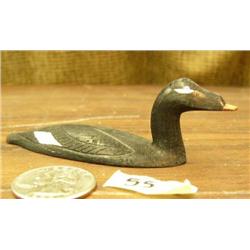 CHOICE on 3: white faced Scoter (2)