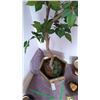 Image 3 : Brass Colored Planter, Tree A