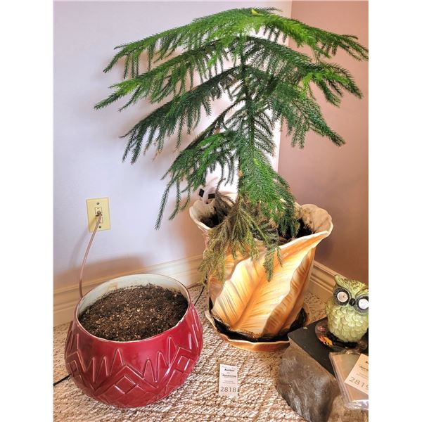 Norfolk Pine & More B