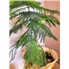 Image 2 : Norfolk Pine & More B