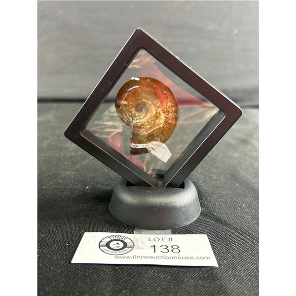 Ammonite Fossil Specimen MSRP $180.00