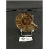Image 1 : Ammonite Fossil Specimen MSRP $600.00