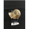 Image 2 : Ammonite Fossil Specimen MSRP $600.00