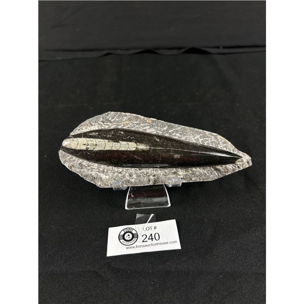 7" Orthoceras Fossil Specimen MSRP $200.00