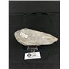 Image 2 : 7" Orthoceras Fossil Specimen MSRP $200.00