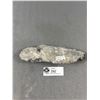 Image 2 : 8" Othoceras Fossil Plaque MSRP $250.00