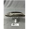 Image 2 : 6" Orthoceras Fossil Plaque MSRP $400.00