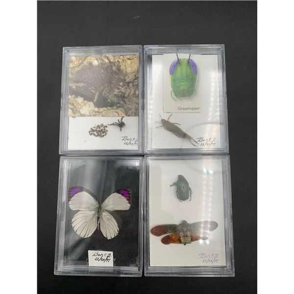 Lot of Pinned Insects