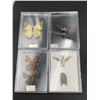 Image 1 : Lot of Pinned Insects
