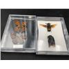 Image 3 : Lot of Pinned Insects