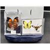 Image 1 : Pinned Butterflies and Moth