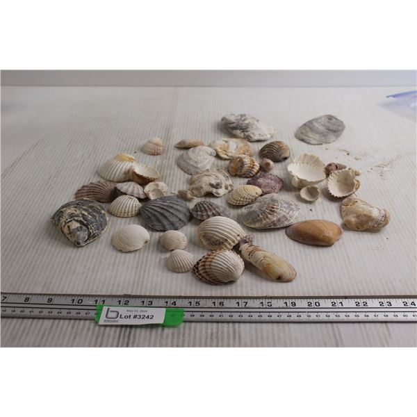Assorted Seashells