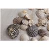Image 2 : Assorted Seashells