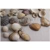 Image 3 : Assorted Seashells