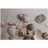 Image 4 : Assorted Seashells